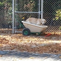 dog-in-cart