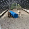 dogs-in-tunnel